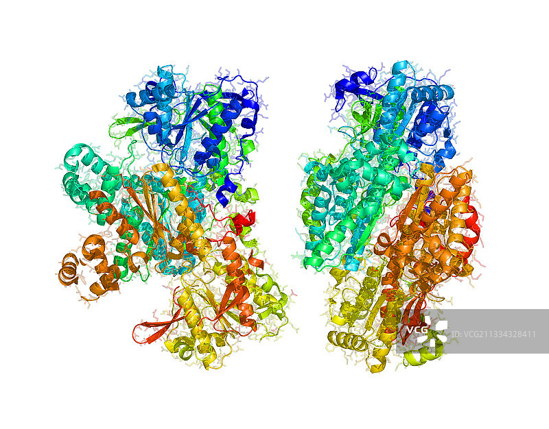 细菌磷酸果糖激酶图片素材