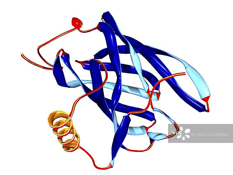鼠标尿蛋白分子模型图片素材