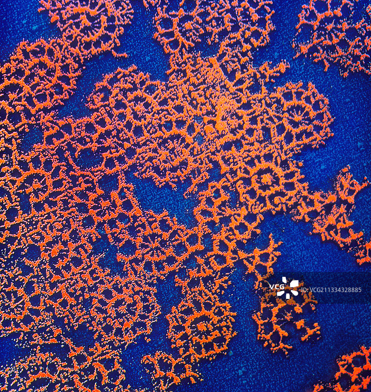 极端微生物的稳定酶图片素材