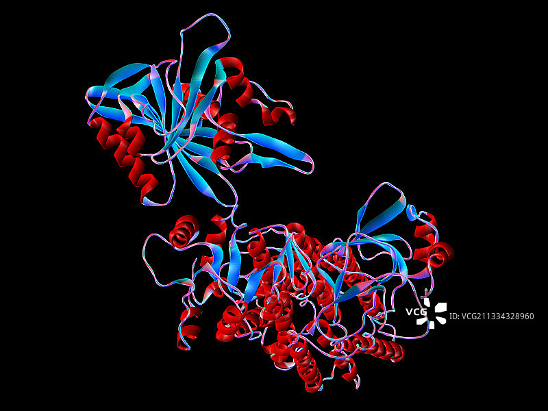 钙泵浦ATP酶肌肉酶图片素材