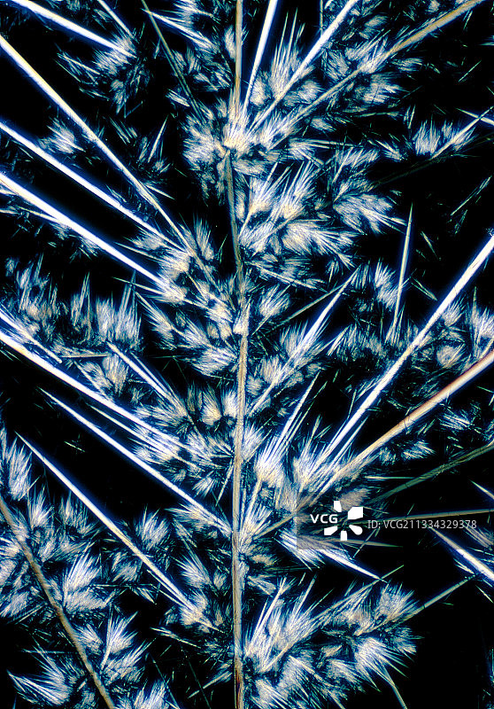 链霉素晶体显微镜图图片素材