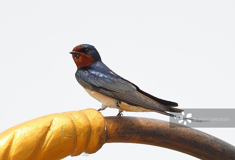 燕子站在环形建筑上眺望远方！图片素材