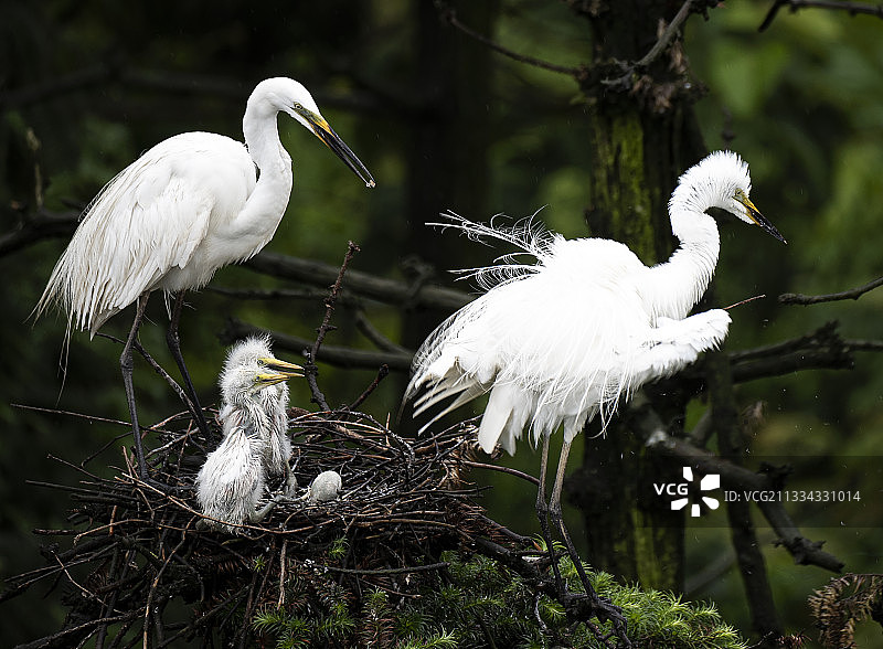 大白鹭母子目送即将飞去捕鱼的爸爸图片素材