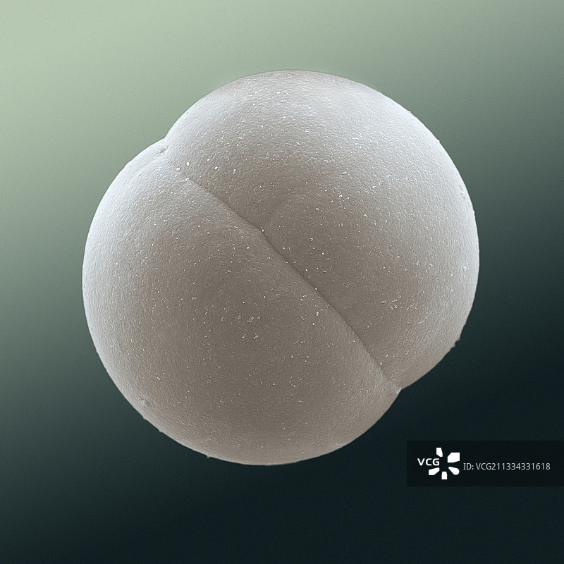 氟磷灰石晶体，扫描电子显微镜图片素材