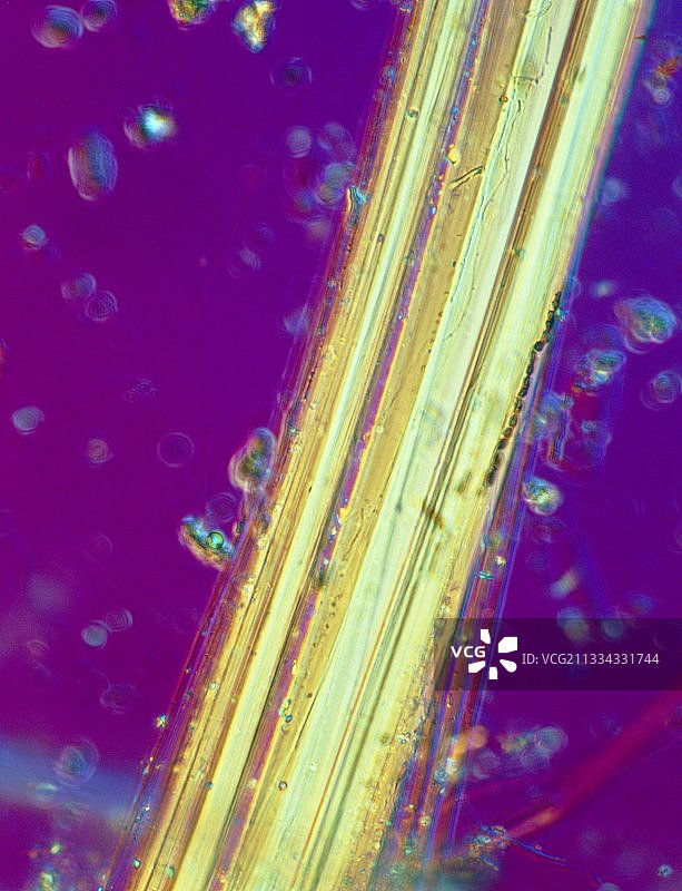 石棉纤维的薄层图片素材