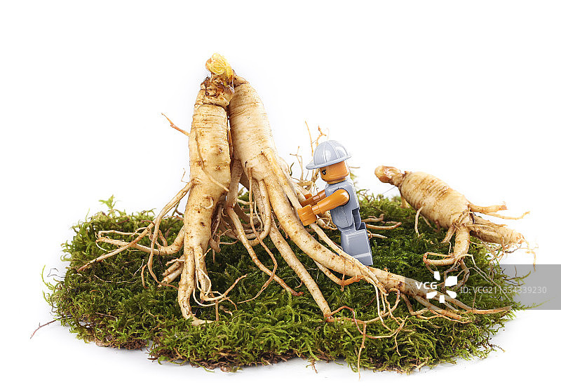 草地上的人参图片素材