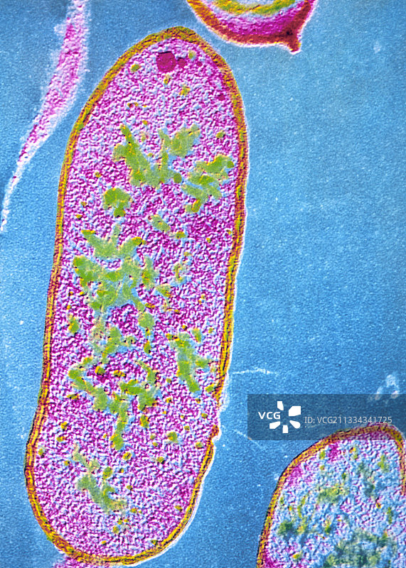 肠杆菌属细菌图片素材