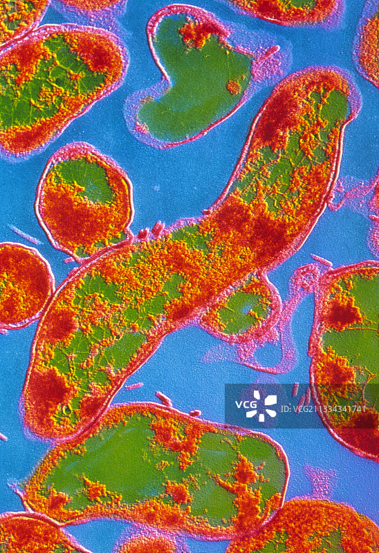 弯曲杆菌胎儿亚种细菌图片素材