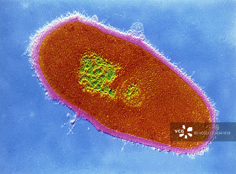 微小棒状杆菌图片素材