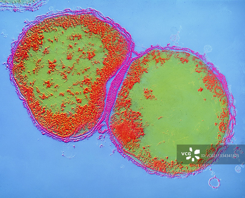 脑膜炎奈瑟菌图片素材