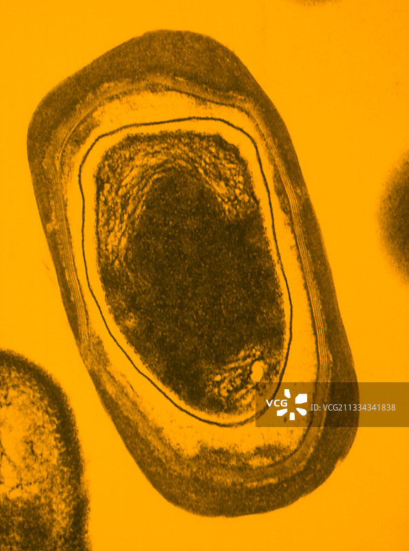 枯草芽孢杆菌TEM图图片素材
