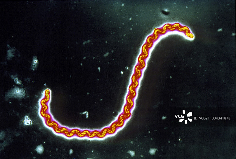 钩端螺旋体细菌图片素材