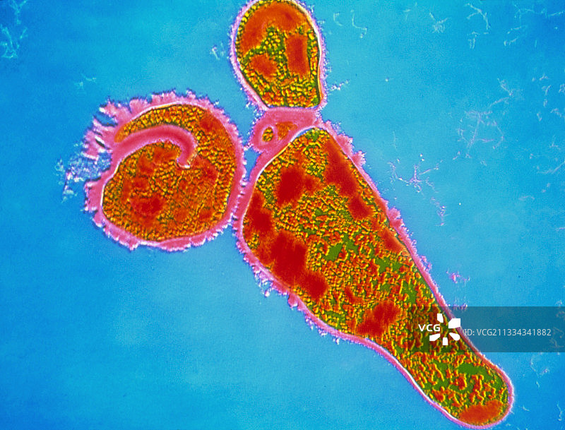 百日咳博德特氏菌图片素材