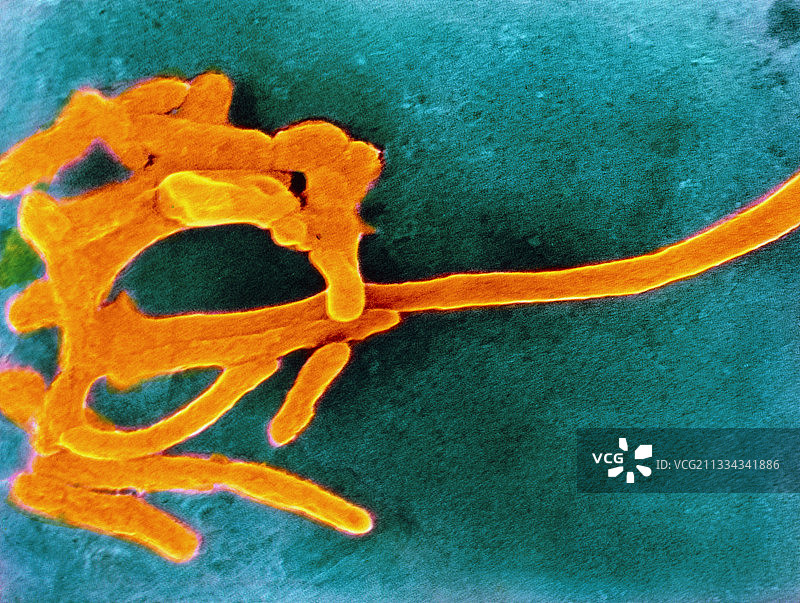 具核梭杆菌图片素材