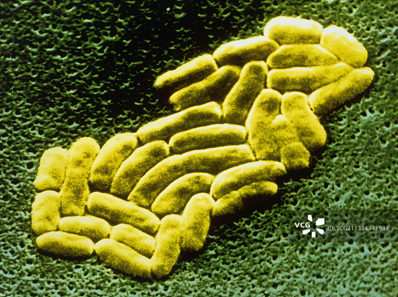 肺炎克雷伯菌图片素材