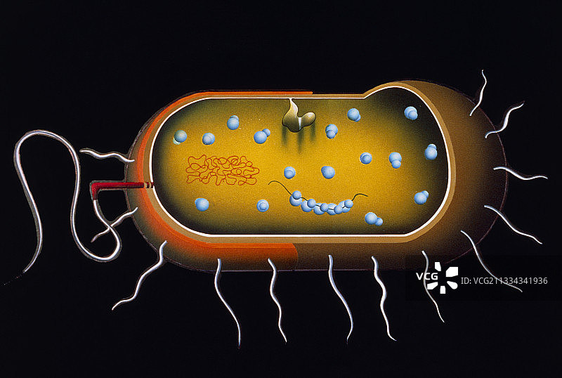 细菌结构艺术作品图片素材