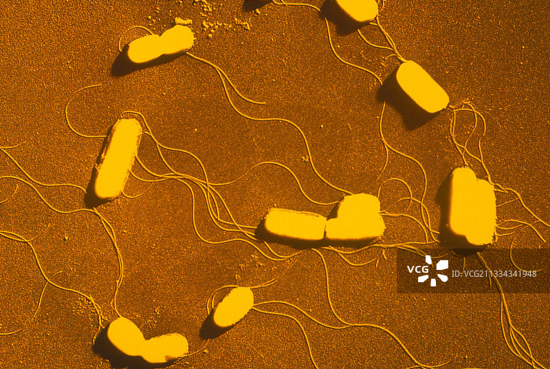 单增李斯特菌菌落图片素材