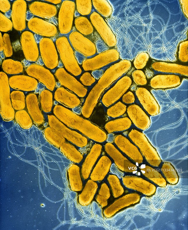 鼠伤寒沙门氏菌图片素材