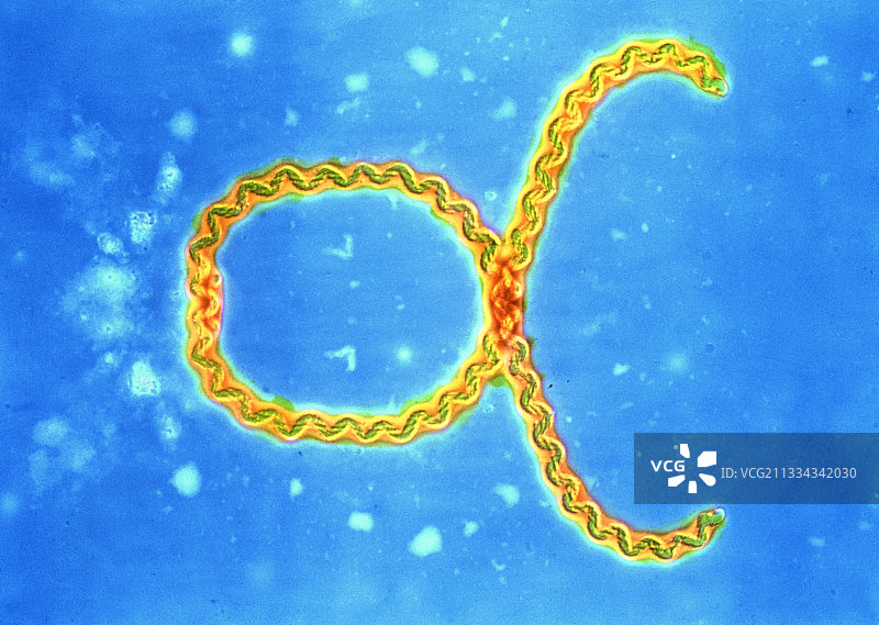 钩端螺旋体细菌图片素材