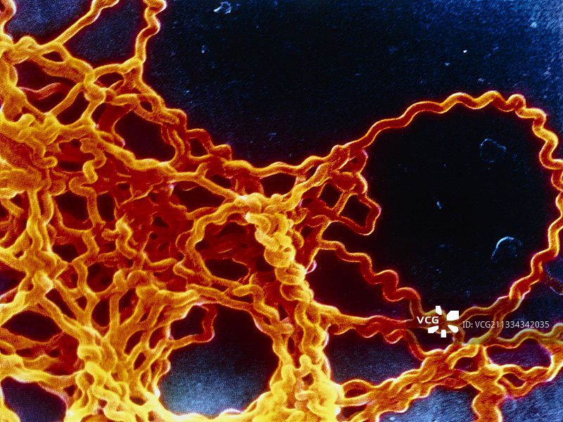 钩端螺旋体细菌图片素材