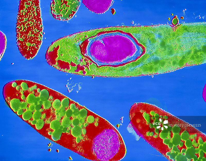 丁酸梭菌图片素材