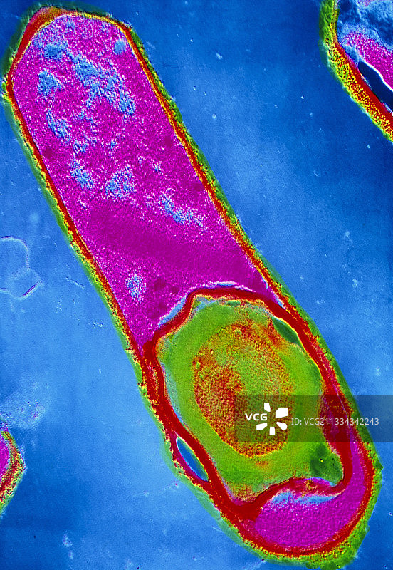 产气荚膜梭菌及其孢子图片素材