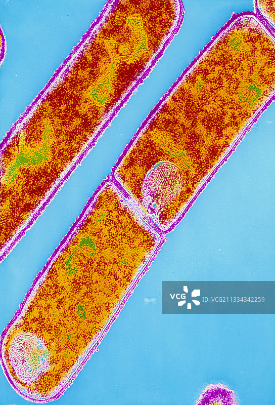 细胞分裂中的枯草芽孢杆菌图片素材