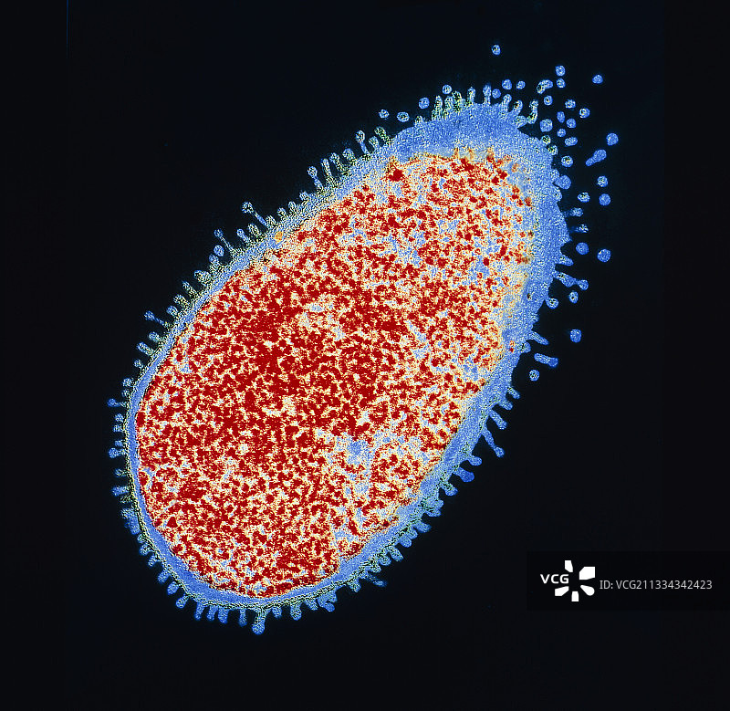 鼠伤寒沙门氏菌的抗生素作用图片素材