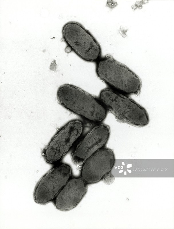 鼠疫耶尔森菌的透射电镜图像图片素材