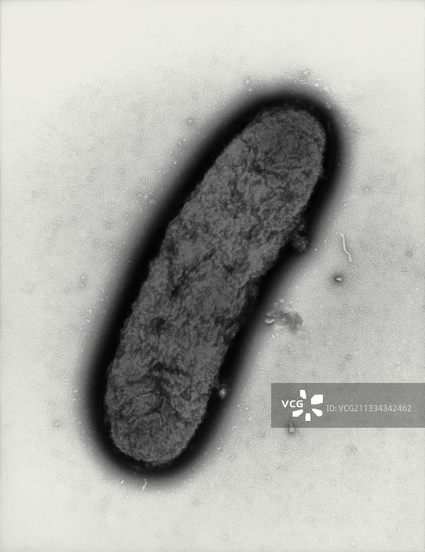 鼠疫耶尔森菌的透射电镜图像图片素材