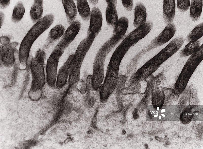 十二指肠中的密螺旋体细菌图片素材