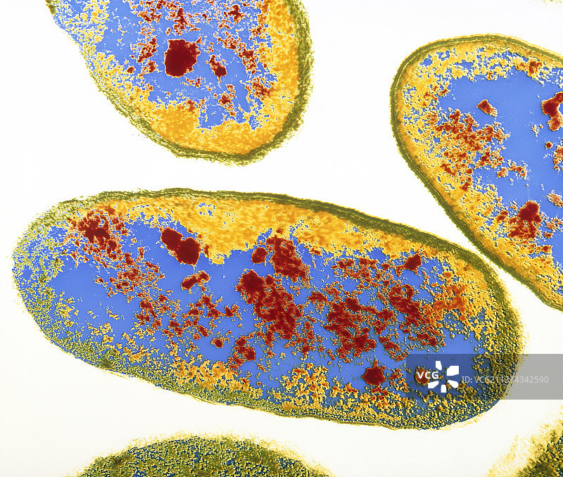 嗜水气单胞菌图片素材