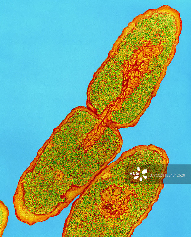 鼠伤寒沙门氏菌图片素材