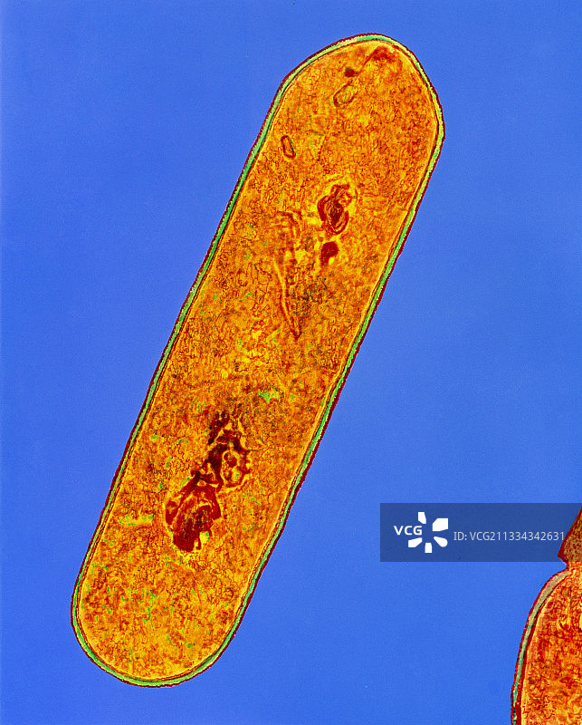 地衣芽孢杆菌分裂图片素材