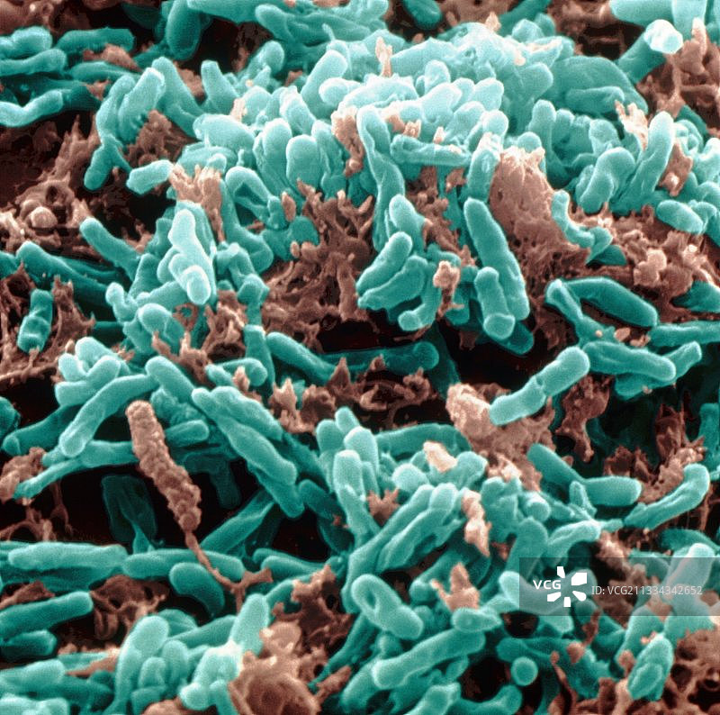 结核分枝杆菌图片素材