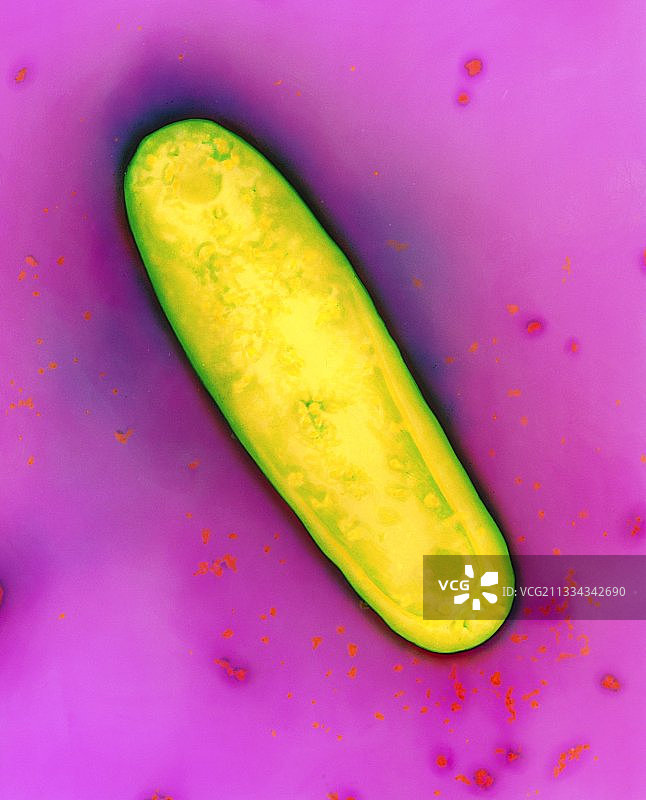 结核分枝杆菌图片素材