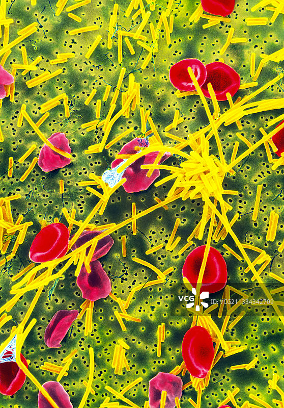 真细菌的SEM图像图片素材