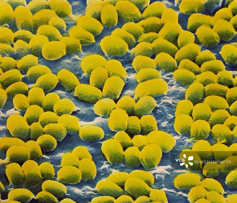 炭疽杆菌孢子图片素材