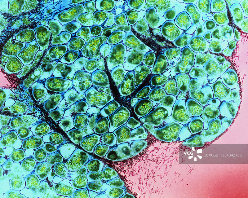 放线杆菌图片素材