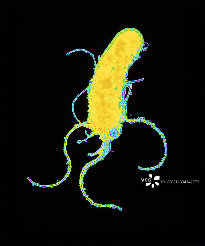 幽门螺杆菌图片素材