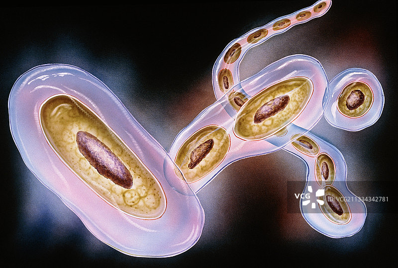 流感嗜血杆菌艺术图片素材