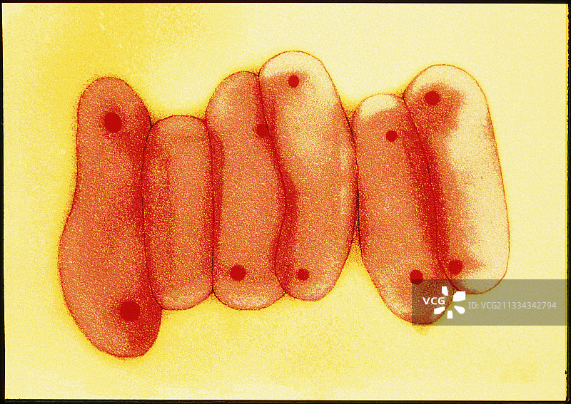 结核分枝杆菌图片素材