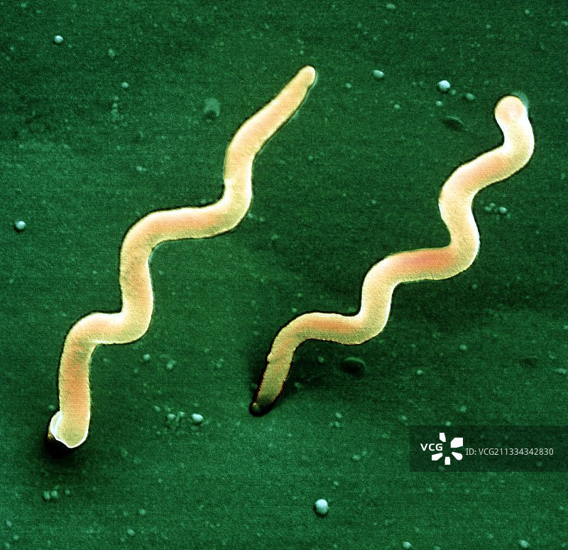 伯氏疏螺旋体细菌图片素材