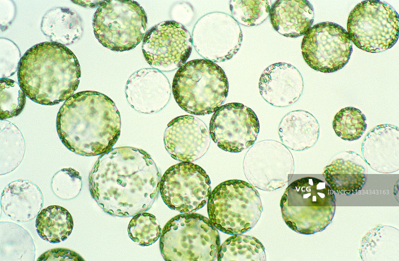 烟草叶细胞中的原生质体图片素材