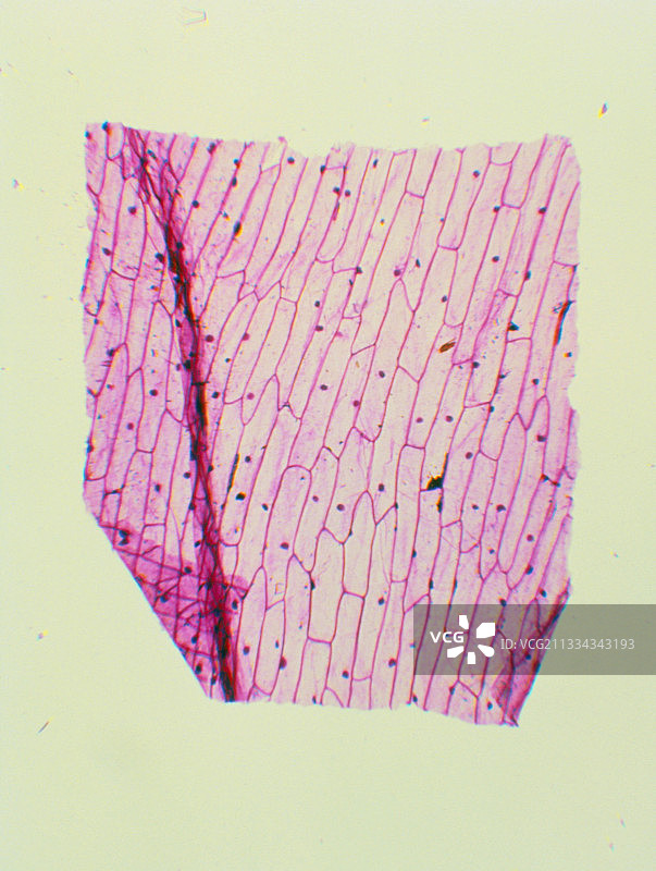 洋葱表皮层光镜图图片素材