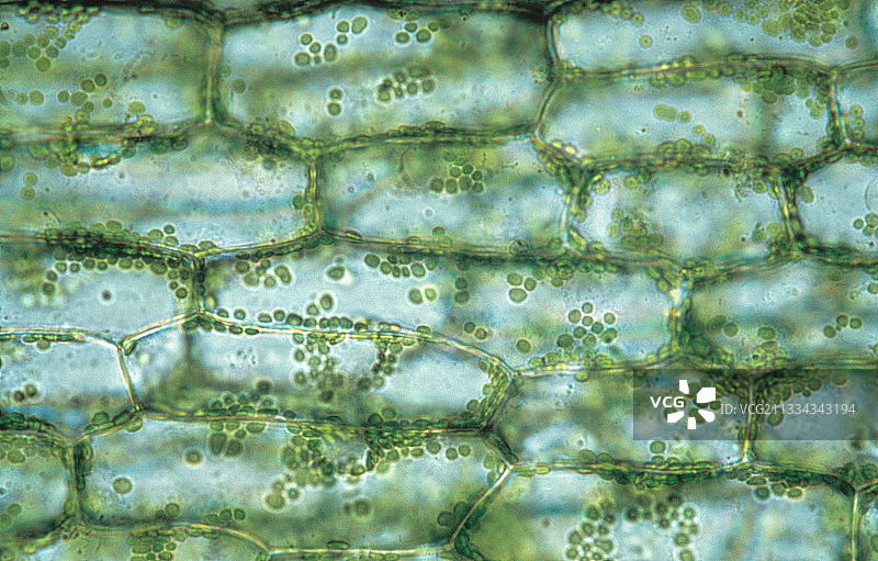 加拿大黑藻叶片中的细胞图片素材