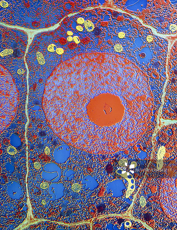 植物细胞图片素材