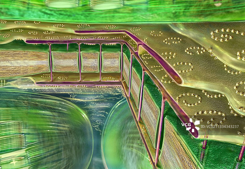 植物细胞膜结构图片素材