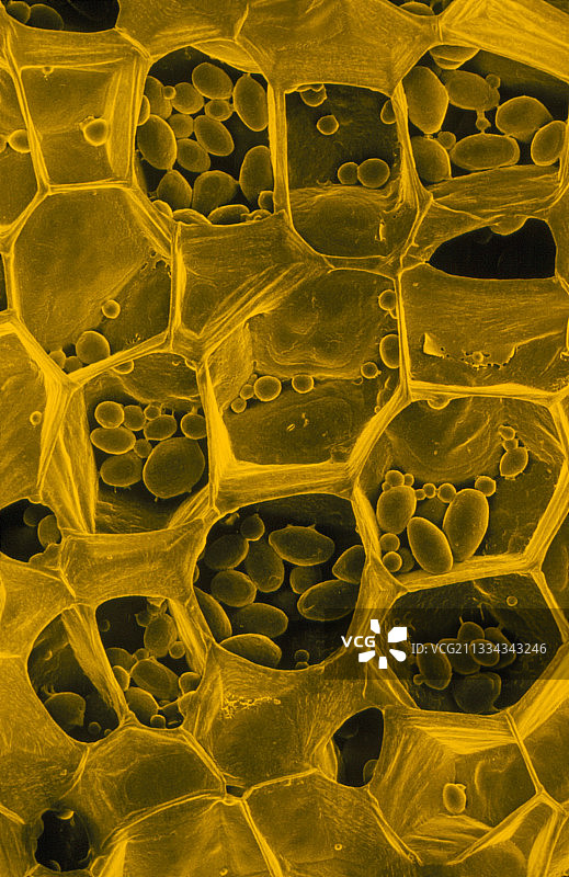 生马铃薯细胞中的淀粉颗粒图片素材