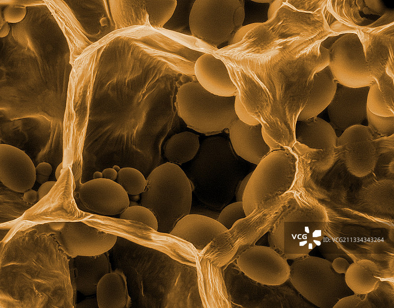 土豆淀粉体，ESEM图片素材